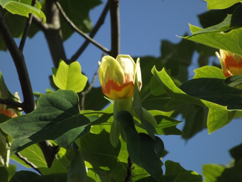 Agriturismo Cascina Nuova Villa Valenza Eksteriør bilde